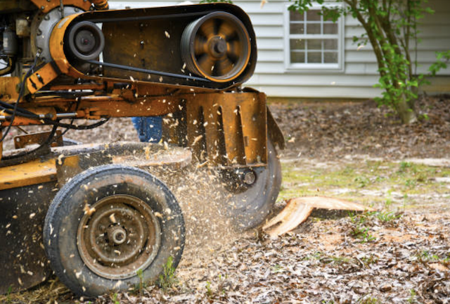 stump removal in Busby